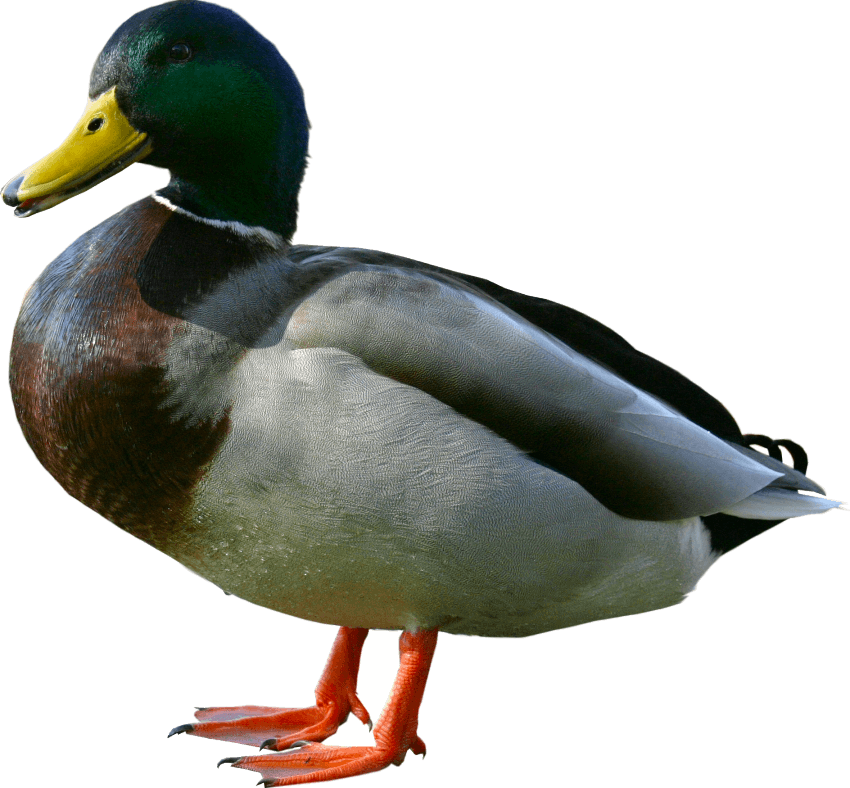 Duck png free images. Duckling clipart transparent background