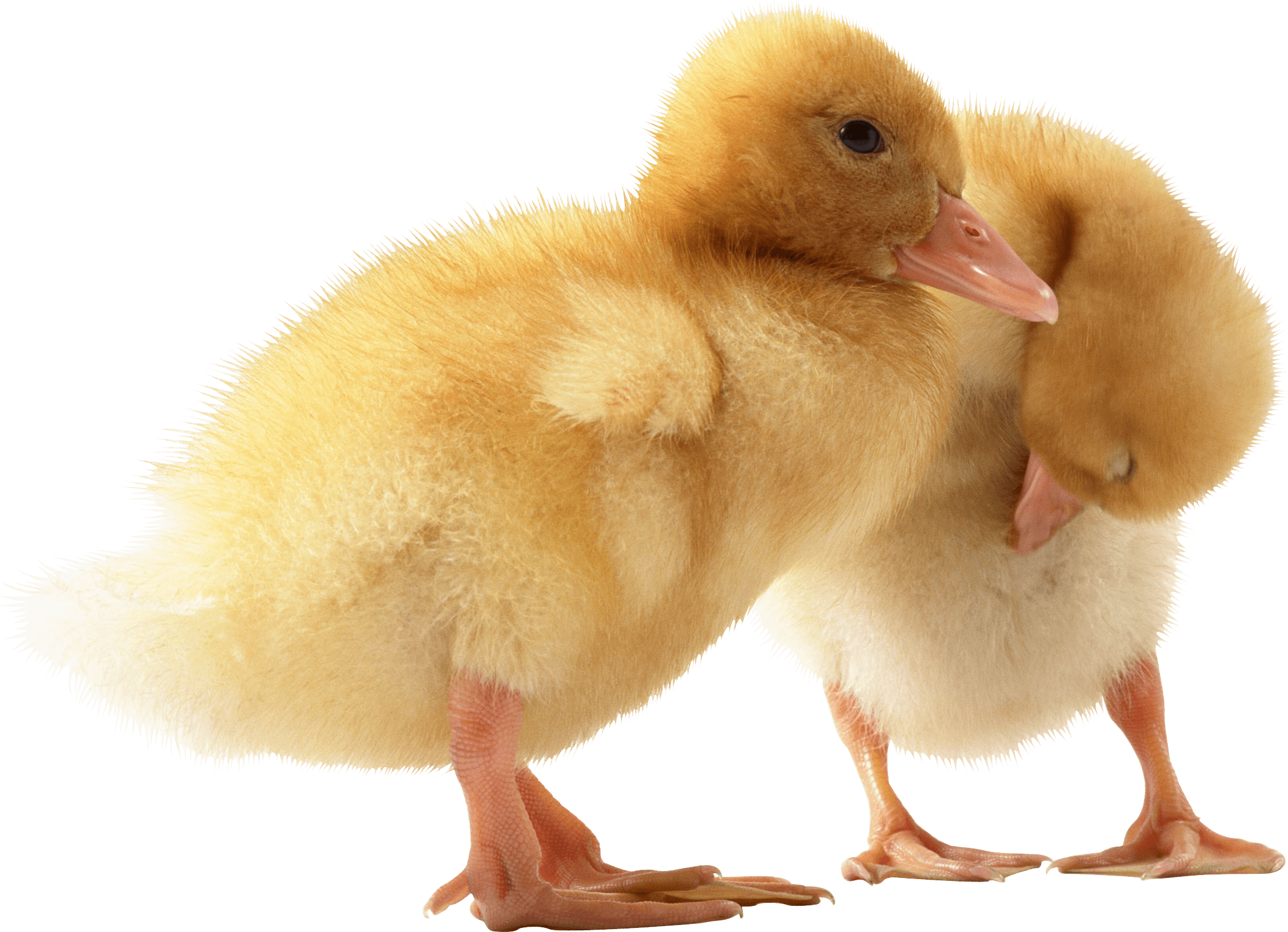 duckling clipart two duck