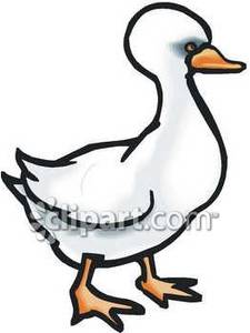 A cute white duck. Duckling clipart webbed foot
