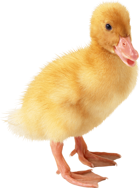 Duckling clipart yello. Duck png free images