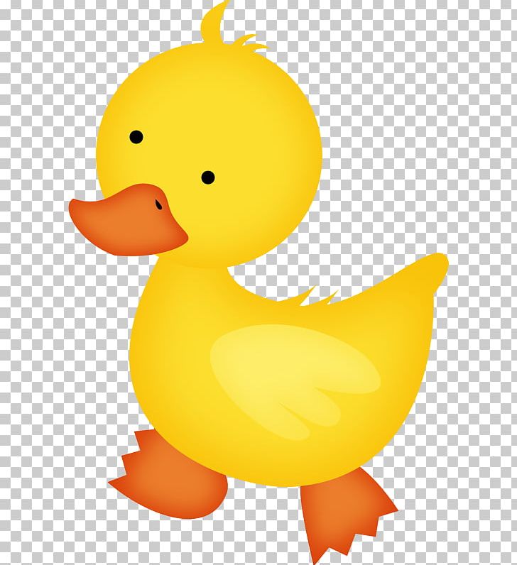 Baby duckling png animal. Ducks clipart orange duck