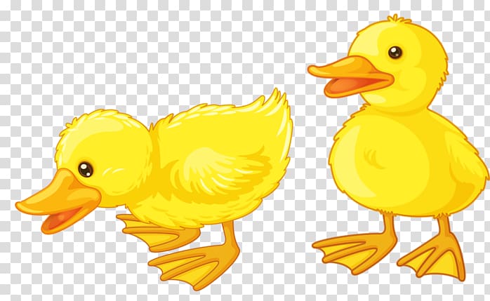 Ducks clipart. Baby duckling duck transparent