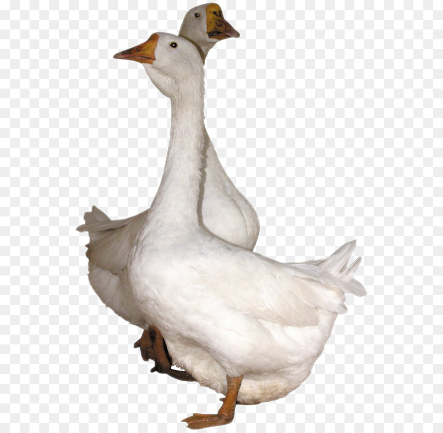 Ducks clipart baby goose. Cartoon bird png download