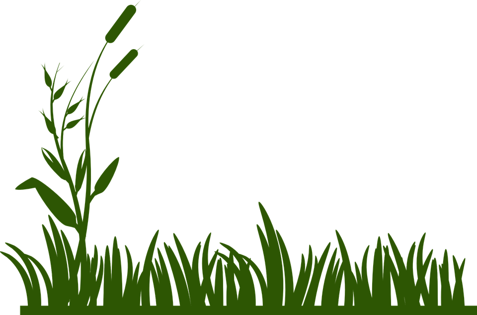 Swamp spring free on. Clipart grass herbs