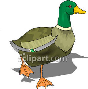 Ducks clipart duck walk. Walking mallard royalty free