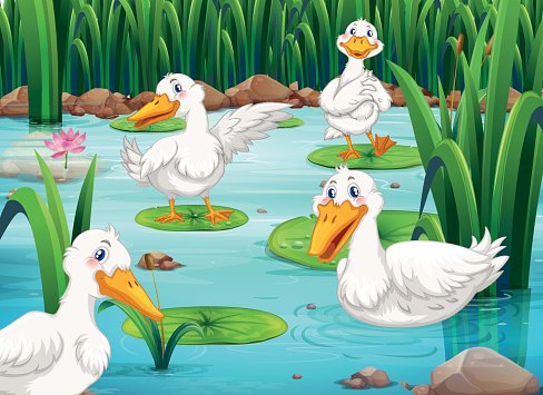 Living in the pond. Ducks clipart four