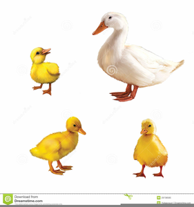 Ducklings free images at. Ducks clipart real duck