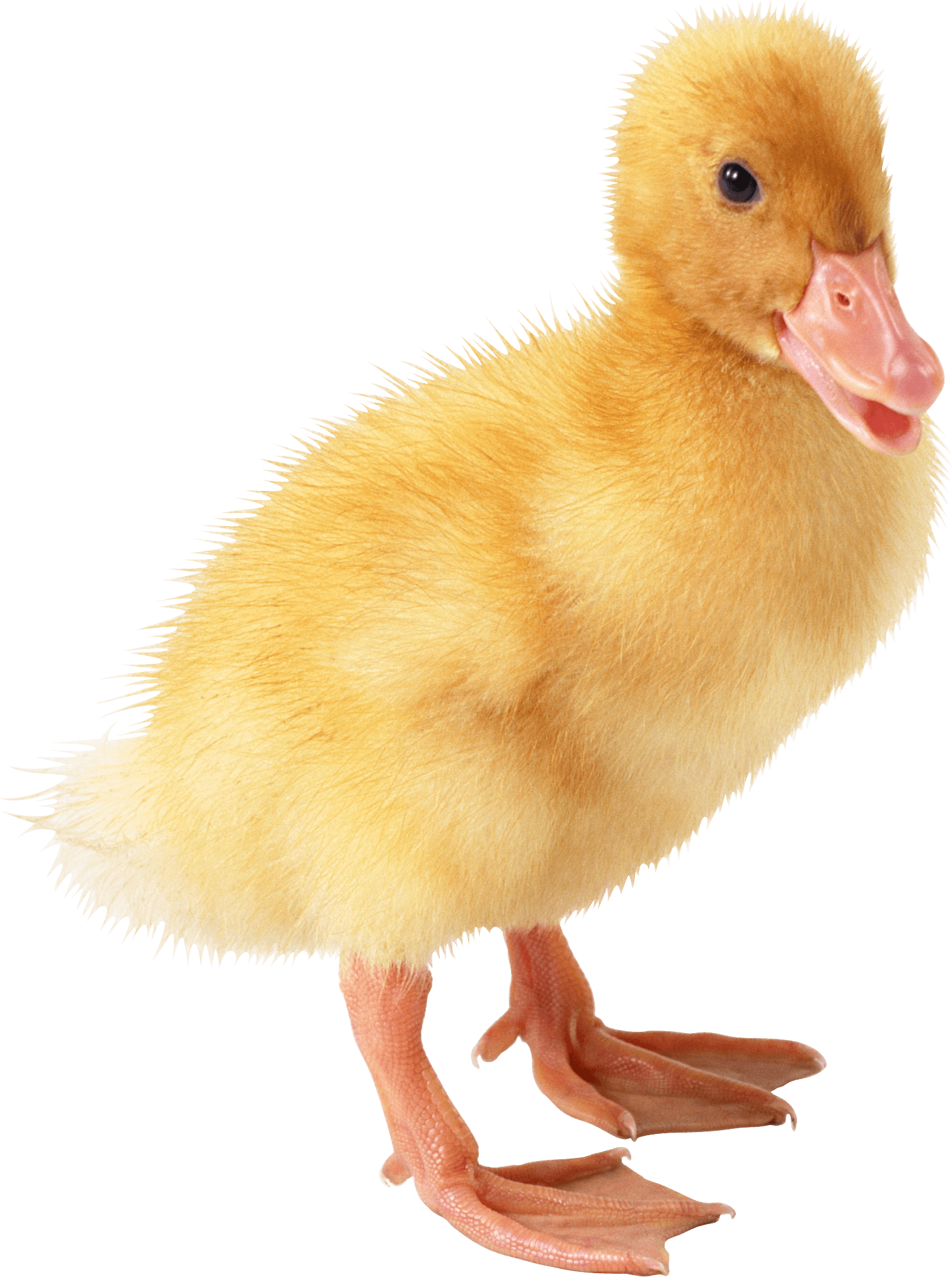 Download duck png image. Ducks clipart six little ducks
