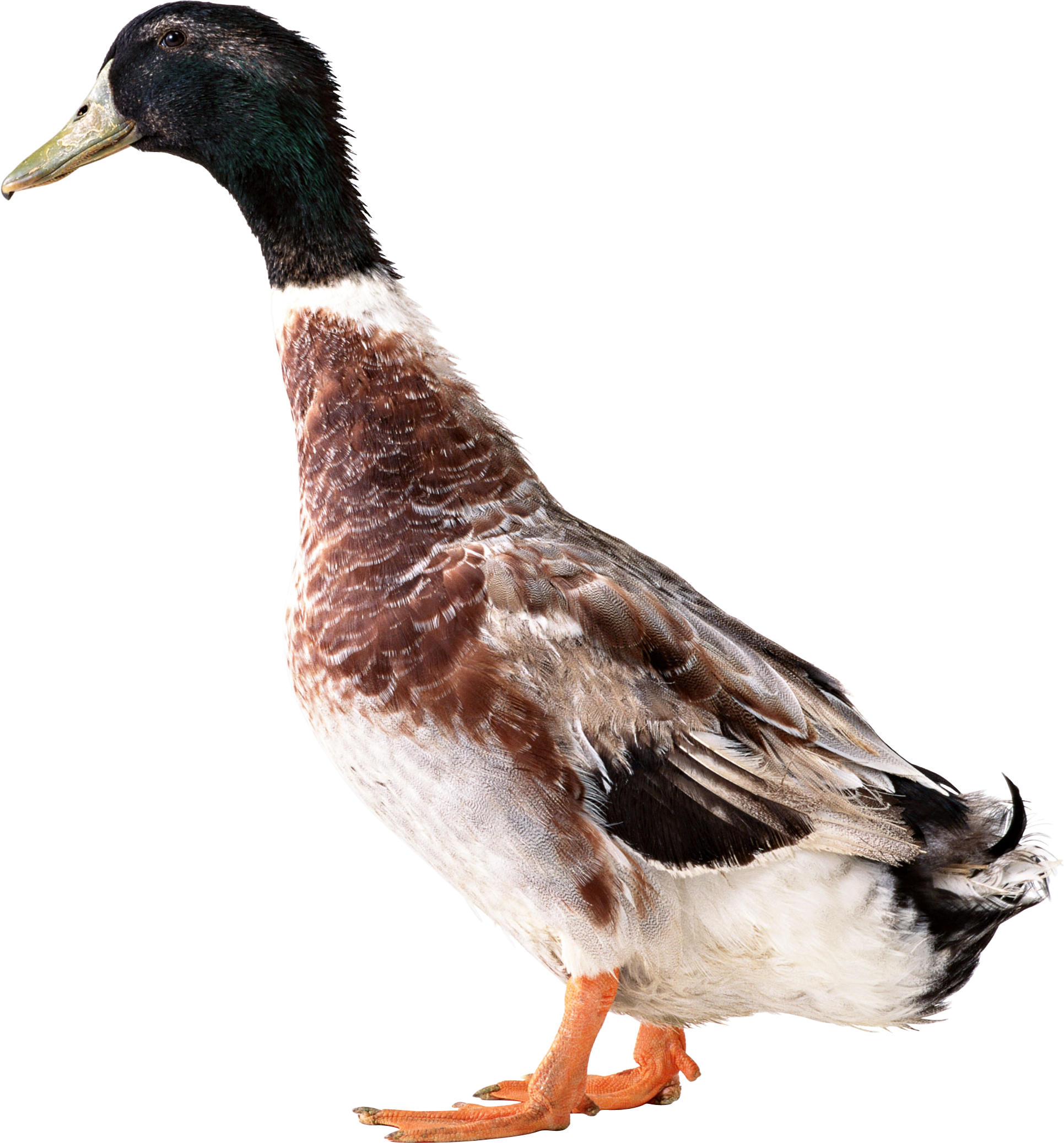 Png image free download. Ducks clipart three duck