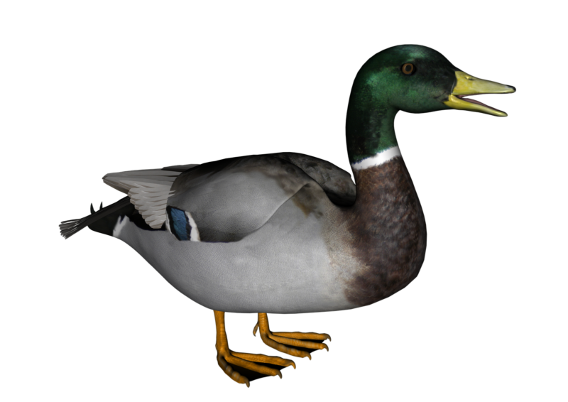 ducks clipart transparent background