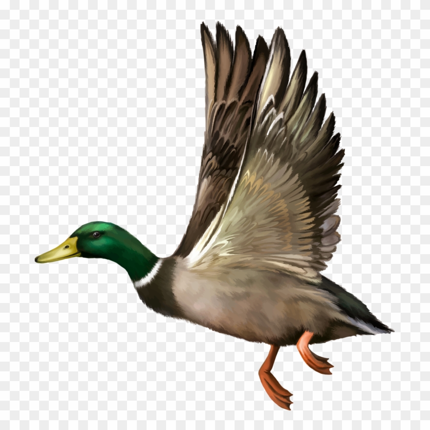 Ducks clipart vintage duck. Mallard in flight clip