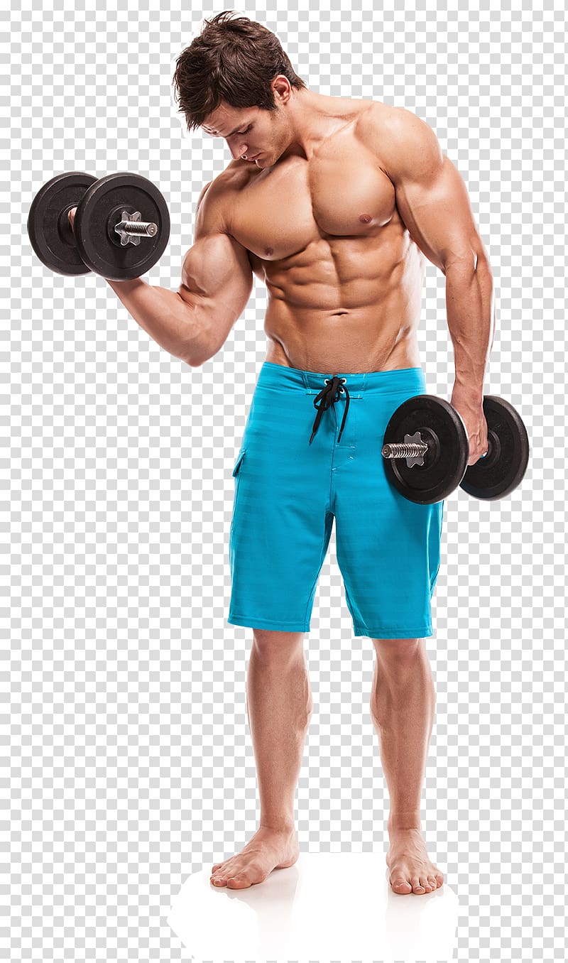 Dumbbells clipart body building. Weight training muscle bodybuilding
