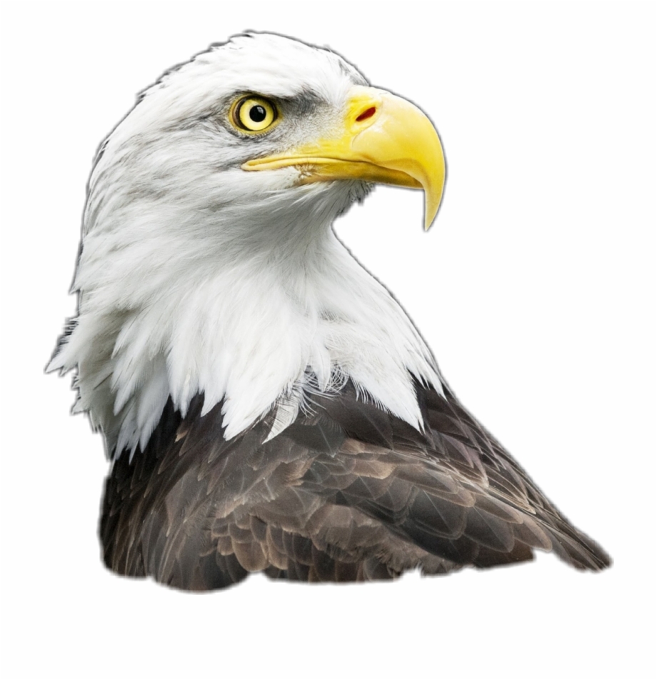 eagle clipart agila