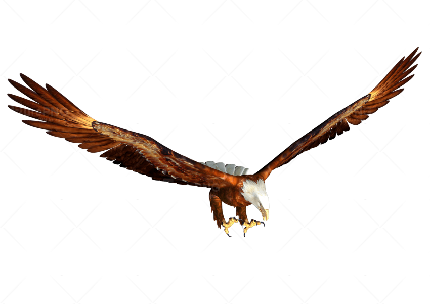 Eagle clipart animation. Bald png free download