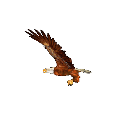 Great animated gifs at. Eagle clipart animation