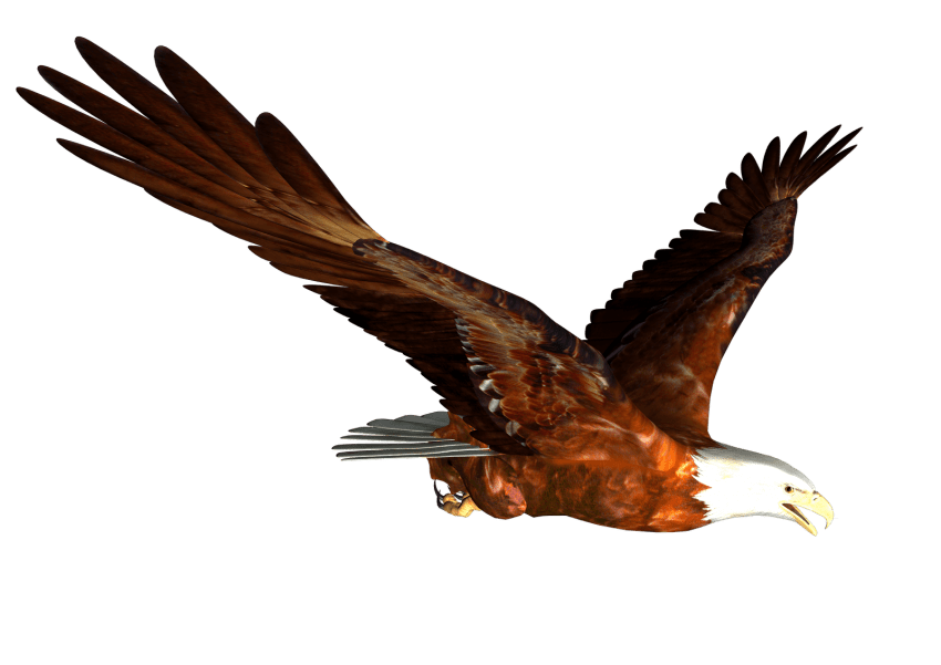 Eagle clipart animation. Animated pictures the best