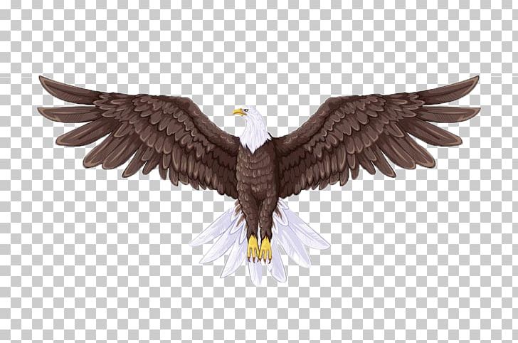 Eagles clipart body. Bald eagle drawing illustration