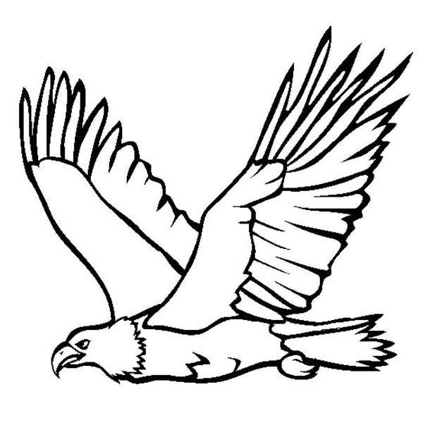 eagle clipart drawing