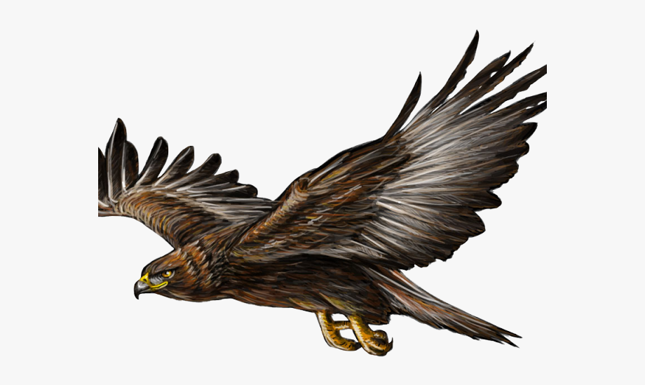 eagle clipart helang