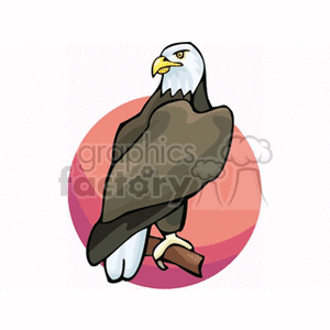 Eagle clipart majestic. American bald royalty free