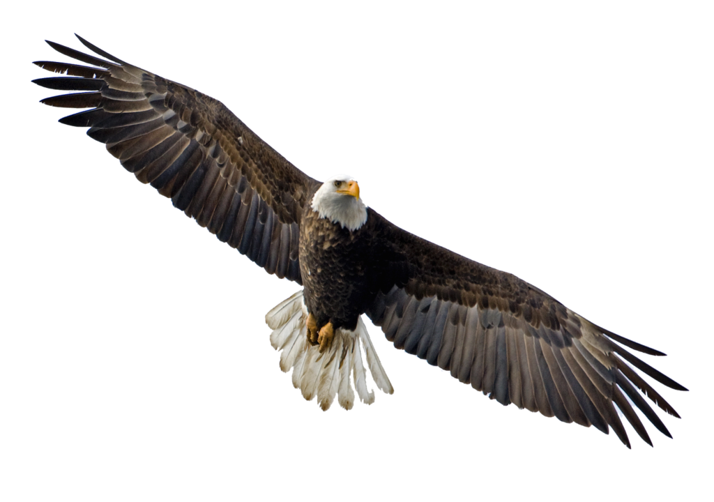 Eagle majestic