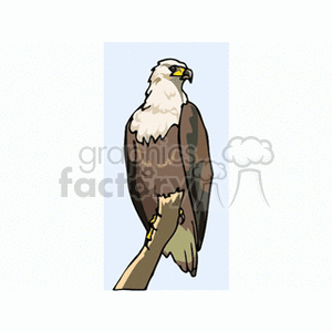 Great american bald on. Eagle clipart perched