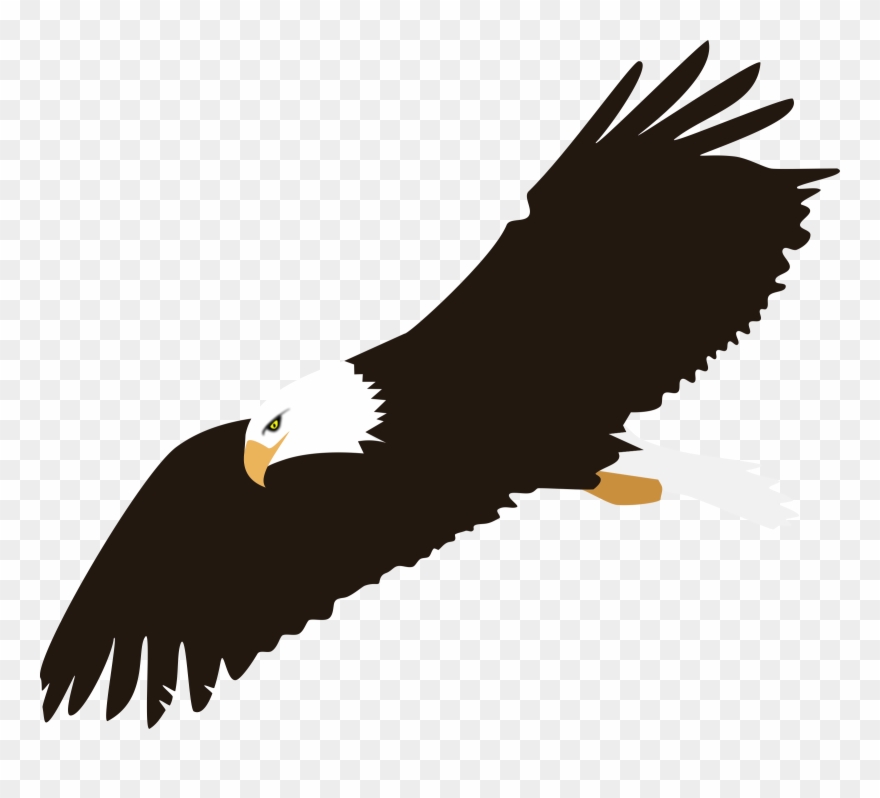 Eagle clipart sea eagle. Bird bald of prey