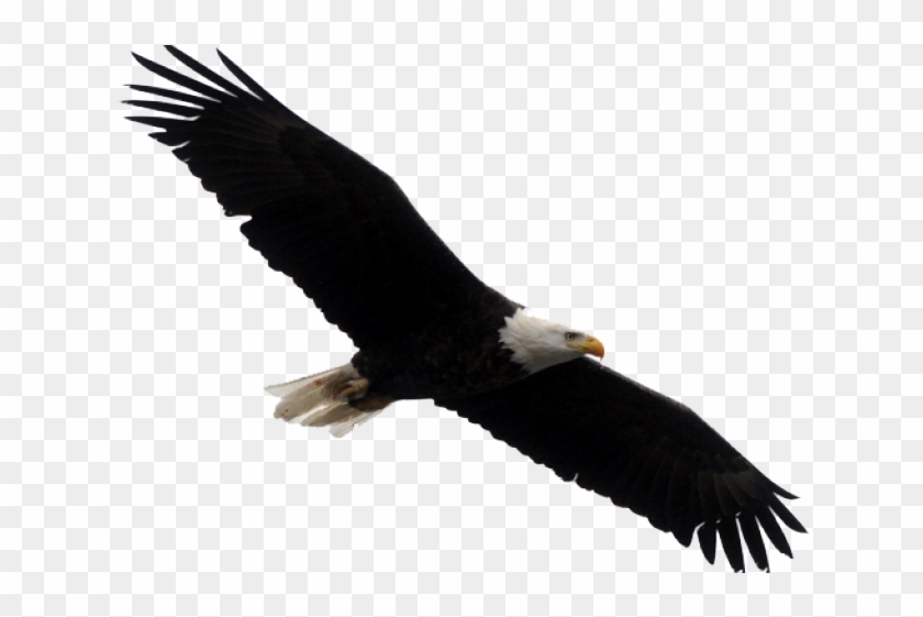 eagles clipart sea eagle