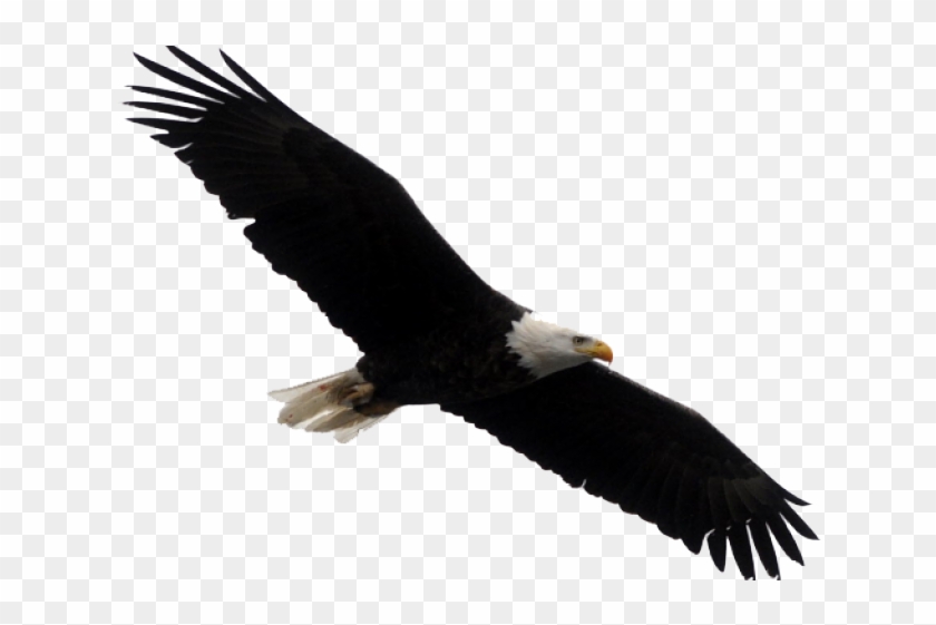 eagle clipart sea eagle