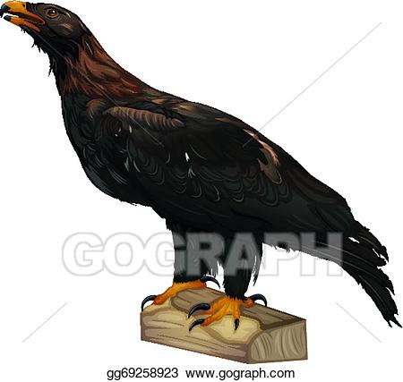 eagle clipart wedge tailed eagle