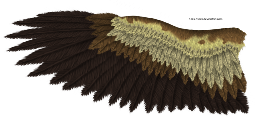 Eagle wedge tailed eagle