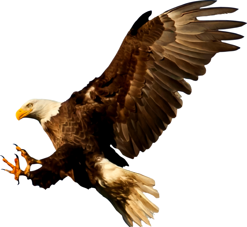 eagle clipart wildlife