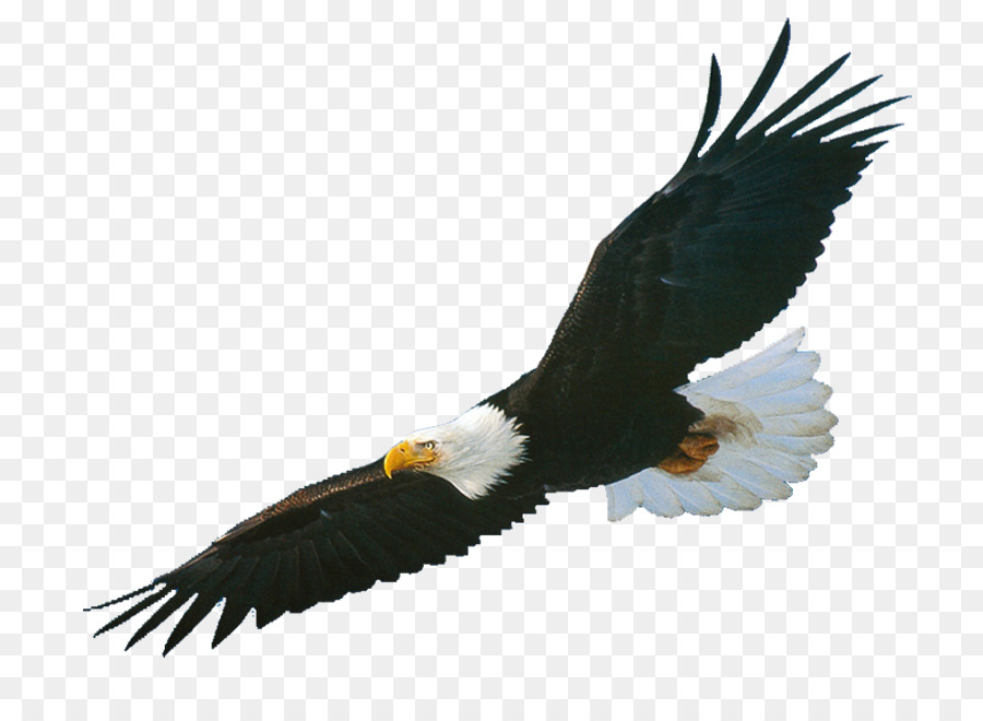 Eagles clipart aguila. Eagle cartoon bird wing
