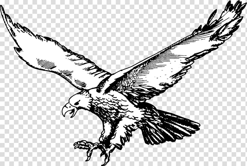 eagles clipart air animal