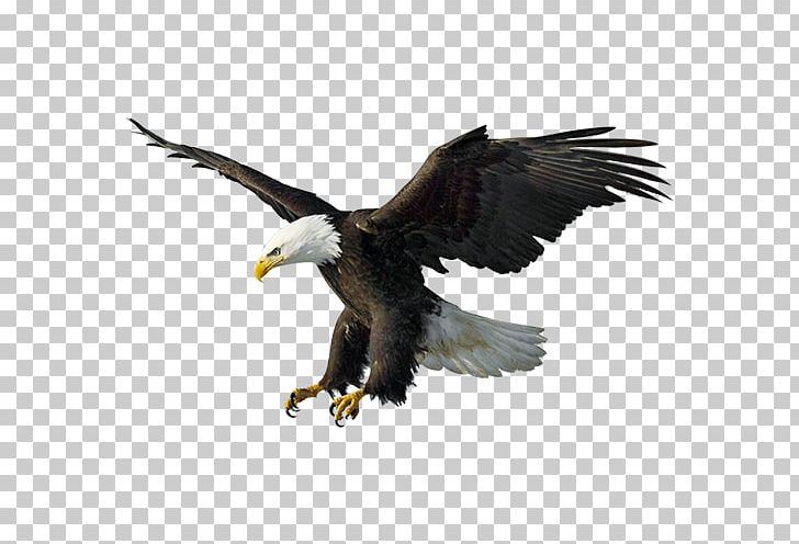 eagles clipart air animal