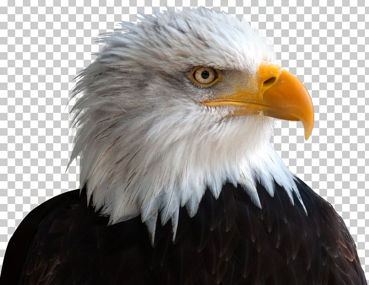 Zoo zion christian academy. Eagles clipart animal alaska