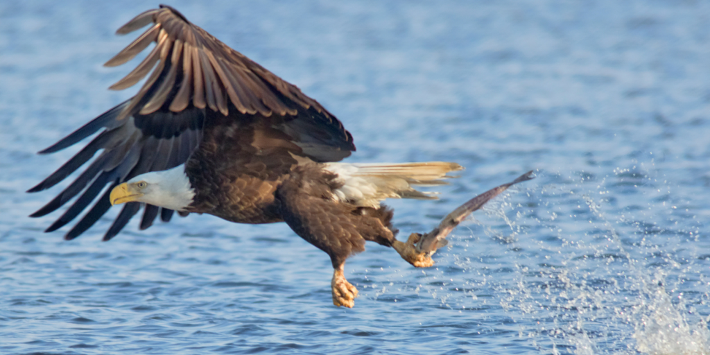 Annual bald survey celebrates. Eagles clipart army eagle
