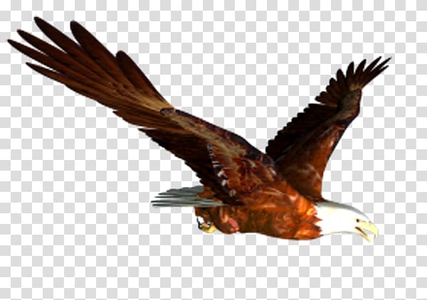 eagles clipart bird