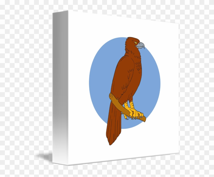 Eagles clipart bird australian. Drawing wedge tail eagle