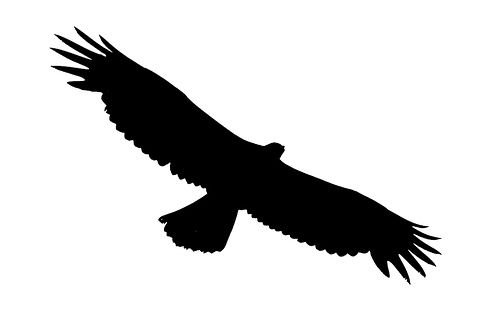 falcon clipart soaring