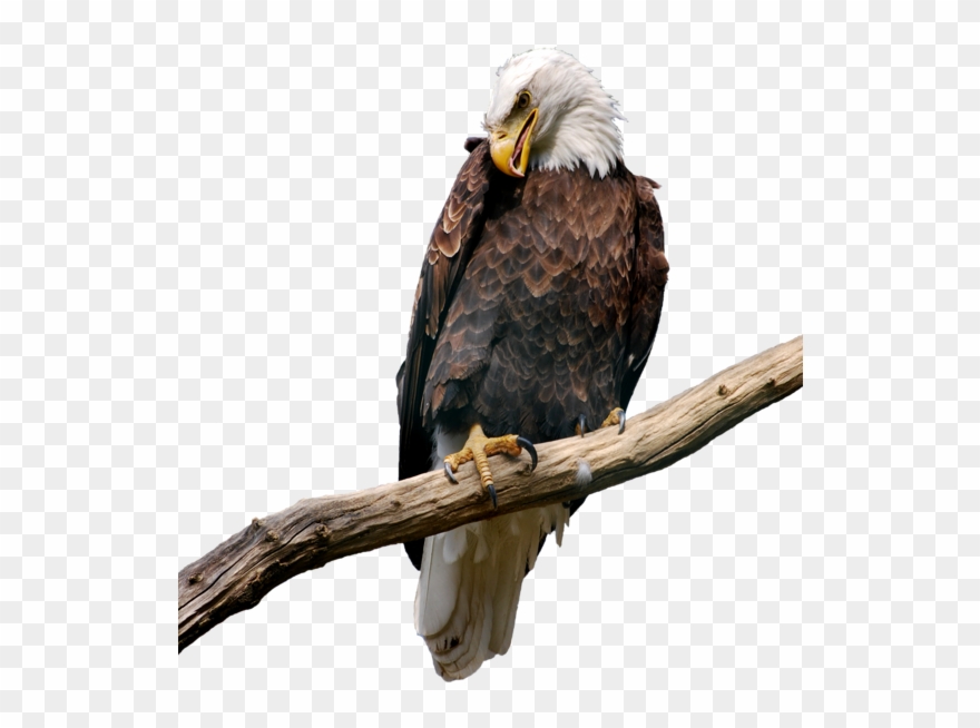 eagles clipart branch clipart