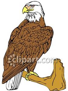 eagles clipart branch clipart
