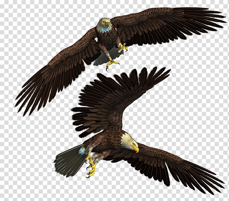 eagles clipart brown eagle