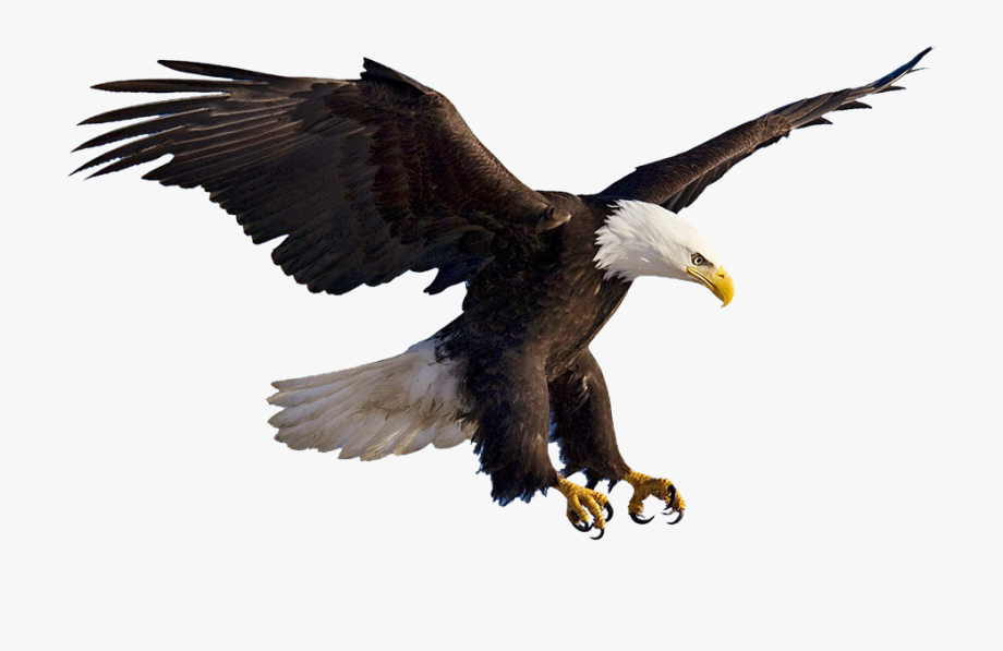 eagles clipart eagel