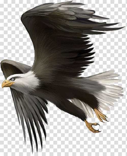Eagles clipart eagle indian. Bald bird golden flying