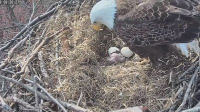 eagles clipart egg