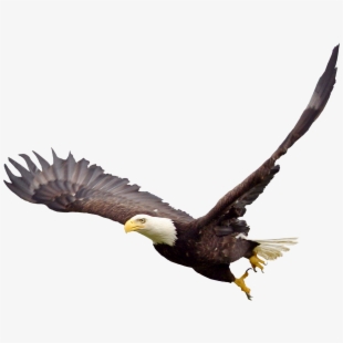 eagles clipart fish eagle