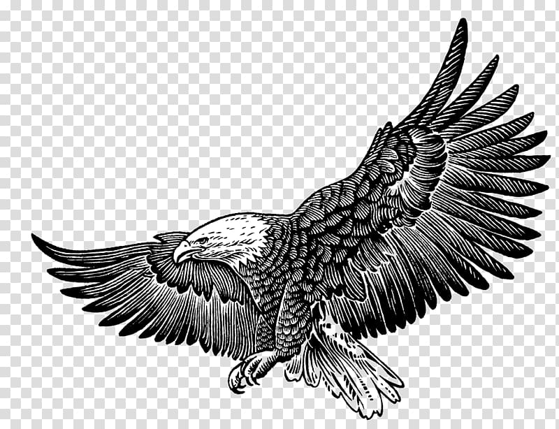 eagles clipart golden eagle