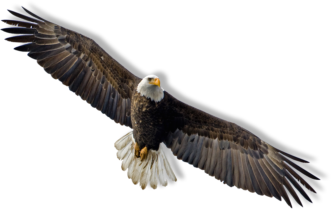 eagles clipart in flight