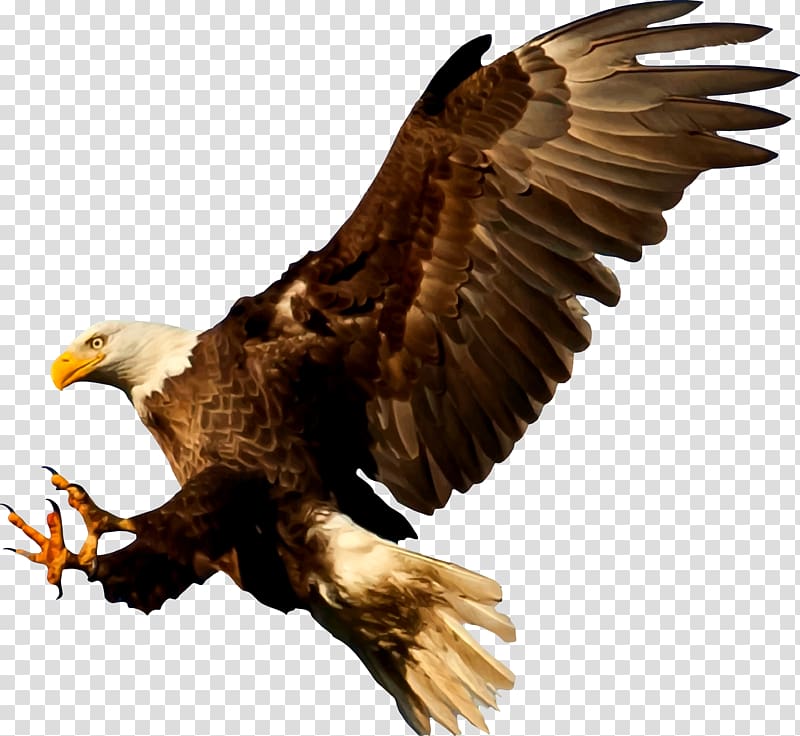 eagles clipart kite bird